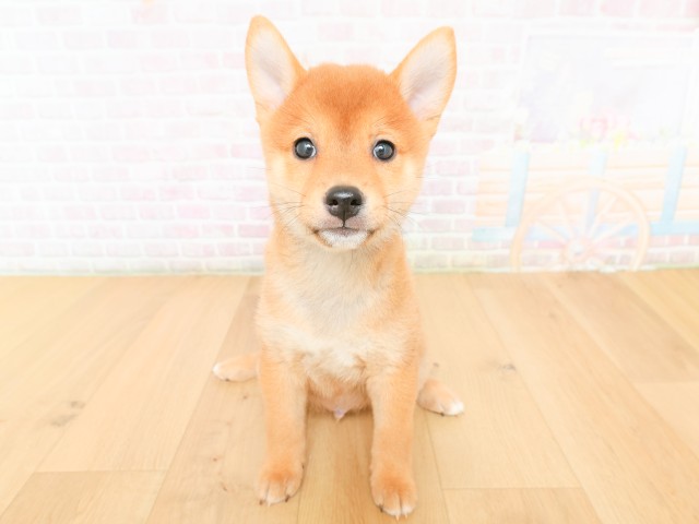 山形県の柴犬(標準サイズ) (Coo&RIKU山形店/2026年2月17日生まれ/男の子/赤)の子犬