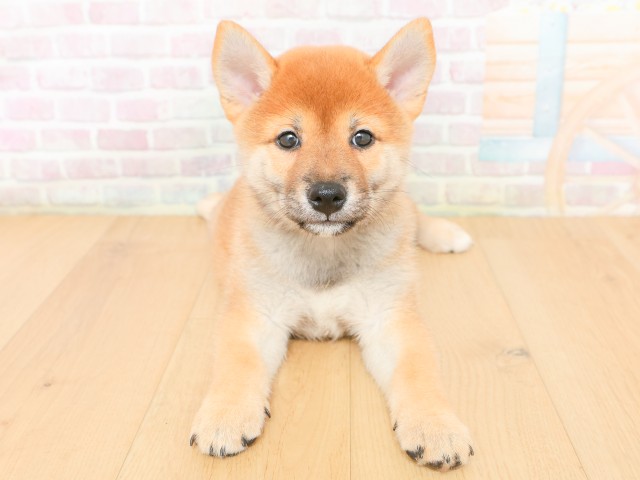 岩手県の柴犬(標準サイズ) (Coo&RIKU一関店/2026年2月17日生まれ/男の子/赤)の子犬