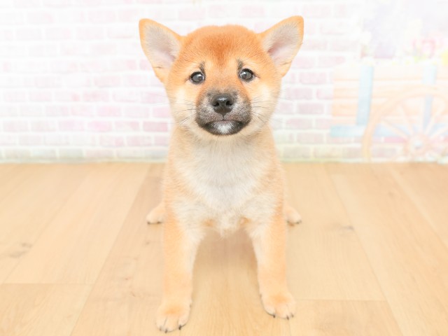 青森県の柴犬(標準サイズ) (Coo&RIKU八戸店/2026年2月17日生まれ/女の子/赤)の子犬の1枚目の画像