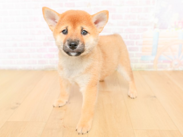 青森県の柴犬(標準サイズ) (Coo&RIKU八戸店/2026年2月17日生まれ/女の子/赤)の子犬の2枚目の画像