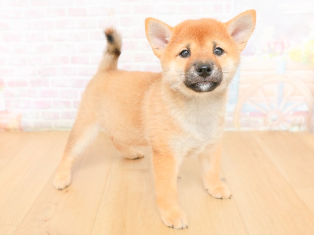 青森県の柴犬(標準サイズ) (Coo&RIKU八戸店/2026年2月17日生まれ/女の子/赤)の子犬の3枚目の画像