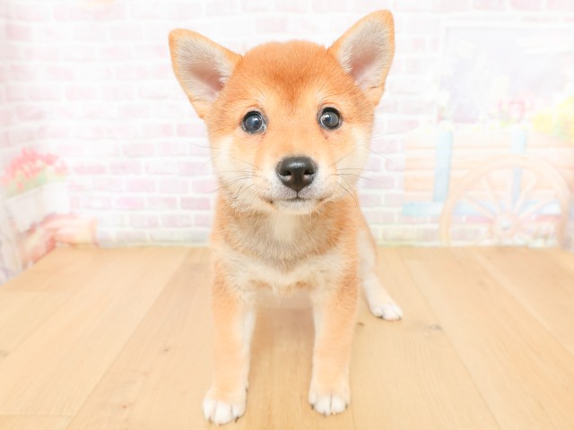 宮城県の柴犬(標準サイズ) (Coo&RIKU仙台太白店/2026年2月17日生まれ/女の子/赤)の子犬の1枚目の画像