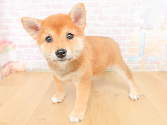 宮城県の柴犬(標準サイズ) (Coo&RIKU仙台太白店/2026年2月17日生まれ/女の子/赤)の子犬の2枚目の画像