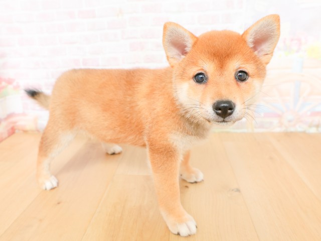 宮城県の柴犬(標準サイズ) (Coo&RIKU仙台太白店/2026年2月17日生まれ/女の子/赤)の子犬の3枚目の画像