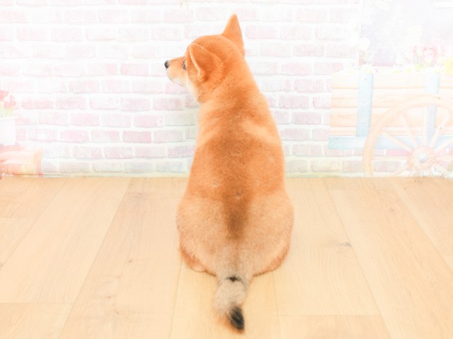 宮城県の柴犬(標準サイズ) (Coo&RIKU仙台太白店/2026年2月17日生まれ/女の子/赤)の子犬の4枚目の画像