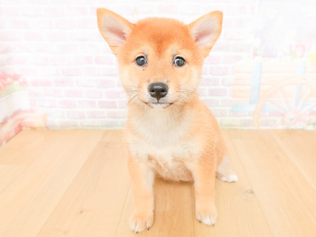 福島県の柴犬(標準サイズ) (Coo&RIKU会津若松店/2026年2月17日生まれ/女の子/赤)の子犬の1枚目の画像