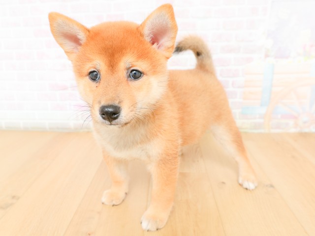 福島県の柴犬(標準サイズ) (Coo&RIKU会津若松店/2026年2月17日生まれ/女の子/赤)の子犬の2枚目の画像