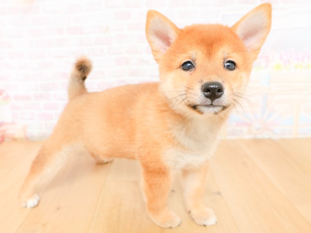 福島県の柴犬(標準サイズ) (Coo&RIKU会津若松店/2026年2月17日生まれ/女の子/赤)の子犬の3枚目の画像