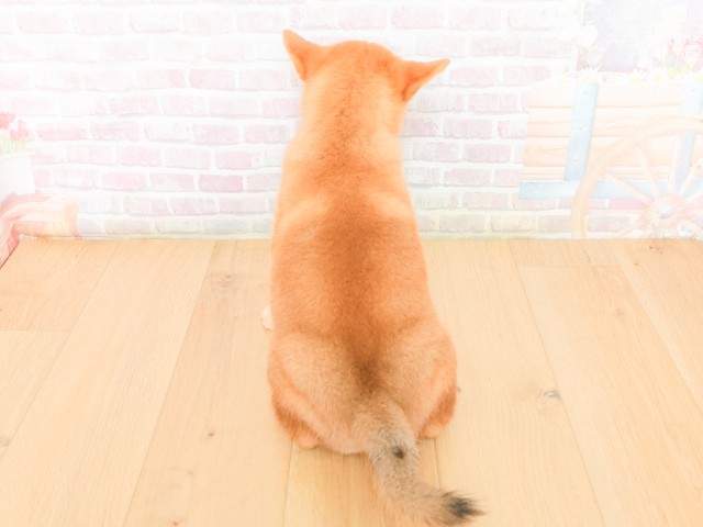 福島県の柴犬(標準サイズ) (Coo&RIKU会津若松店/2026年2月17日生まれ/女の子/赤)の子犬の4枚目の画像