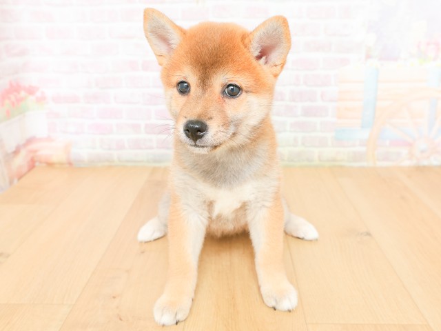 福島県の柴犬(標準サイズ) (Coo&RIKU郡山店/2026年2月17日生まれ/女の子/赤)の子犬