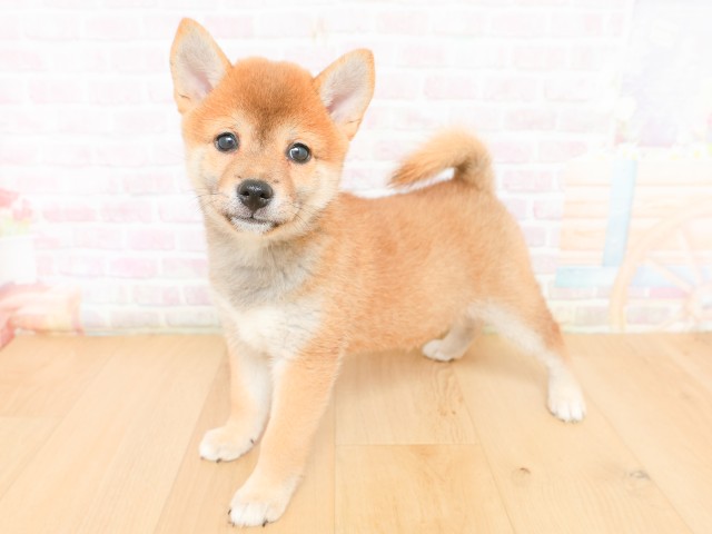 福島県の柴犬(標準サイズ) (Coo&RIKU郡山店/2026年2月17日生まれ/女の子/赤)の子犬の2枚目の画像