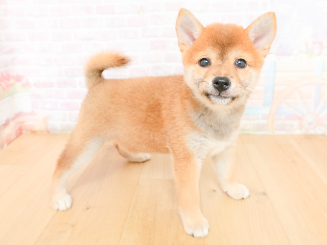 福島県の柴犬(標準サイズ) (Coo&RIKU郡山店/2026年2月17日生まれ/女の子/赤)の子犬の3枚目の画像