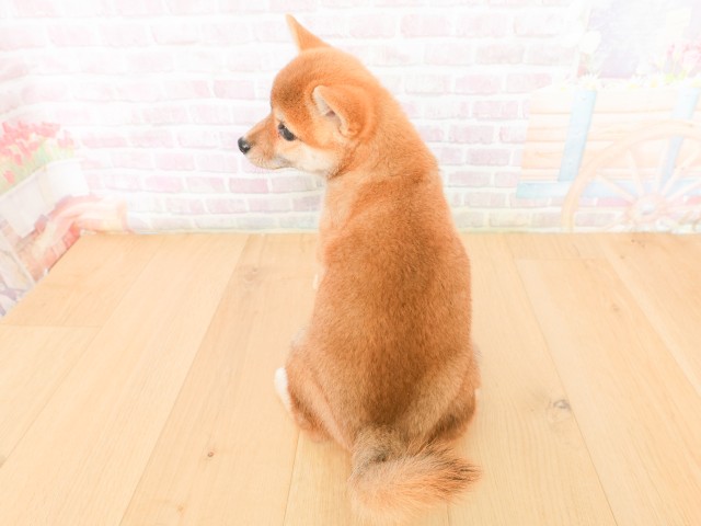 福島県の柴犬(標準サイズ) (Coo&RIKU郡山店/2026年2月17日生まれ/女の子/赤)の子犬の4枚目の画像