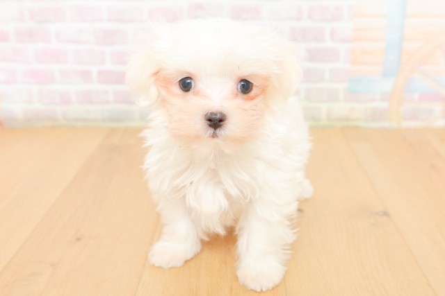 岩手県のマルチーズ (Coo&RIKU岩手盛岡店/2026年2月17日生まれ/男の子/ホワイト)の子犬