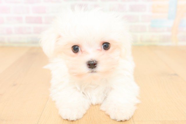青森県のマルチーズ (Coo&RIKU八戸店/2026年2月17日生まれ/女の子/ホワイト)の子犬