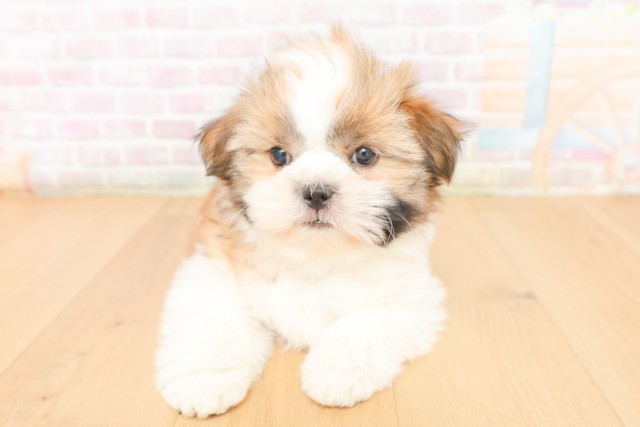 宮城県のシーズー (Coo&RIKU石巻店/2026年2月20日生まれ/男の子/ゴールドホワイト)の子犬の1枚目の画像