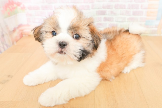 宮城県のシーズー (Coo&RIKU石巻店/2026年2月20日生まれ/男の子/ゴールドホワイト)の子犬の2枚目の画像