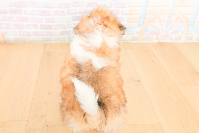 宮城県のシーズー (Coo&RIKU石巻店/2026年2月20日生まれ/男の子/ゴールドホワイト)の子犬の4枚目の画像