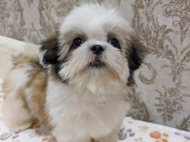 シーズーの子犬（メス♀） 会津若松店｜ペットショップCoo＆RIKU