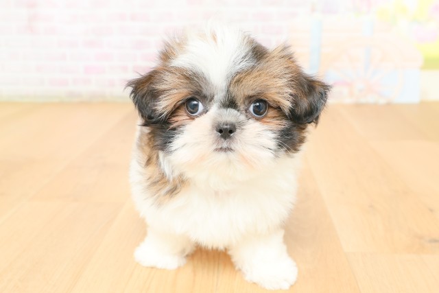 岩手県のシーズー (Coo&RIKU一関店/2026年2月20日生まれ/女の子/ゴールドホワイト)の子犬