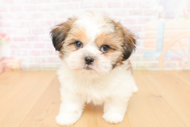 岩手県のシーズー (Coo&RIKU岩手盛岡店/2026年2月20日生まれ/女の子/ゴールドホワイト)の子犬