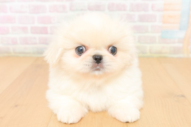 福島県のペキニーズ (Coo&RIKU郡山店/2026年2月22日生まれ/男の子/ホワイト)の子犬