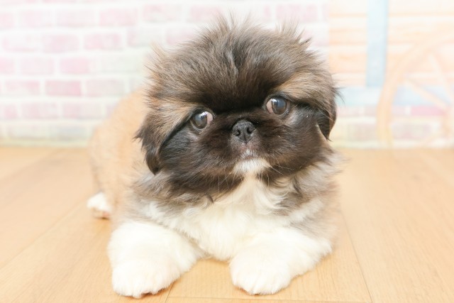 岩手県のペキニーズ (Coo&RIKU一関店/2026年2月22日生まれ/女の子/フォーンホワイト)の子犬