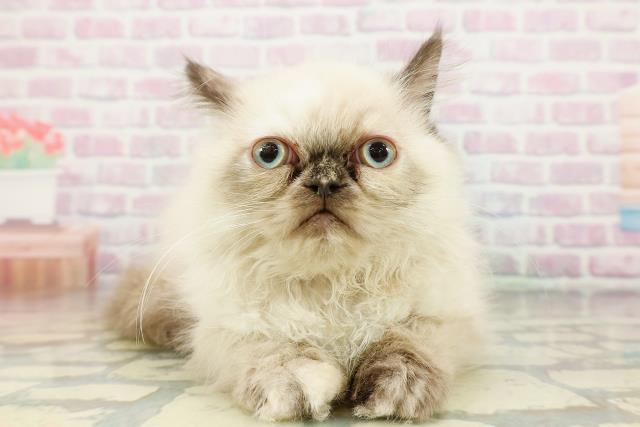 沖縄県のヒマラヤン (Coo&RIKU沖縄浦添店/2026年1月13日生まれ/女の子/シールポイント)の子猫