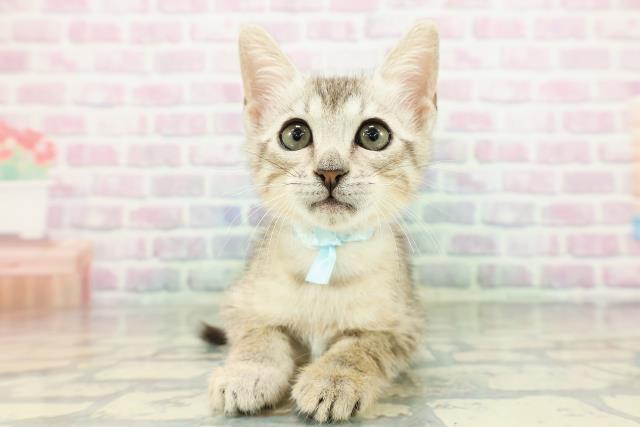 エジプシャンマウ