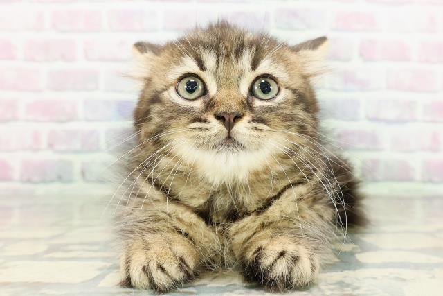 沖縄県のラガマフィン (Coo&RIKU沖縄浦添店/2026年2月15日生まれ/男の子/ブラウンタビー)の子猫