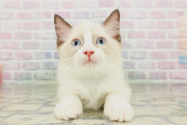 北海道のラグドール (Coo&RIKU札幌西店/2026年1月28日生まれ/男の子/シールポイントバイカラー)の子猫