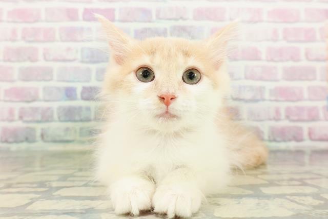 長野県のノルウェージャンフォレストキャット (Coo&RIKU綿半権堂店/2026年1月1日生まれ/女の子/クリームタビーホワイト)の子猫