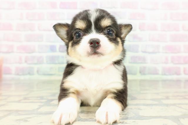 チワワ（ロングコート）