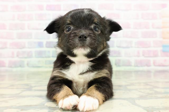 沖縄県のチワワ(ロング) (Coo&RIKU沖縄浦添店/2026年2月22日生まれ/女の子/ブラックタンホワイト)の子犬