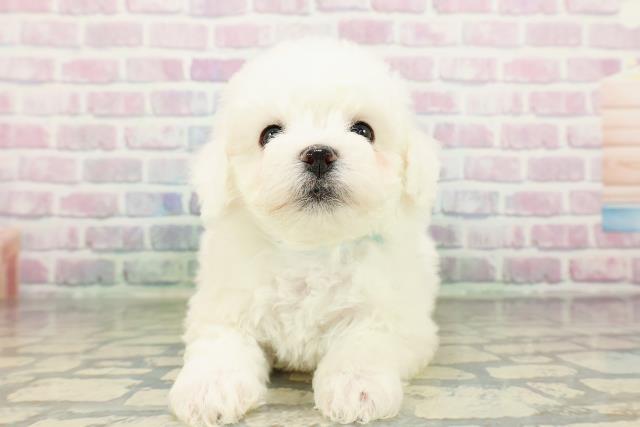 沖縄県のビションフリーゼ (Coo&RIKU沖縄浦添店/2026年2月22日生まれ/男の子/ホワイト)の子犬