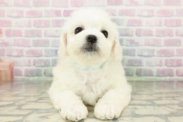 神奈川県のビションフリーゼ (Coo&RIKUパウ川崎店/2026年2月22日生まれ/男の子/ホワイト)の子犬の1枚目の画像