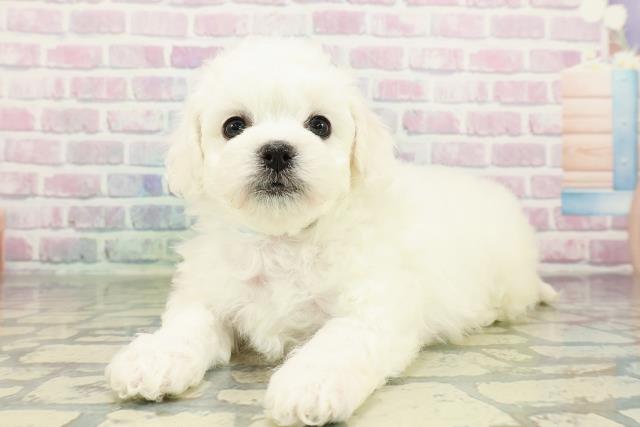 神奈川県のビションフリーゼ (Coo&RIKUパウ川崎店/2026年2月22日生まれ/男の子/ホワイト)の子犬の2枚目の画像