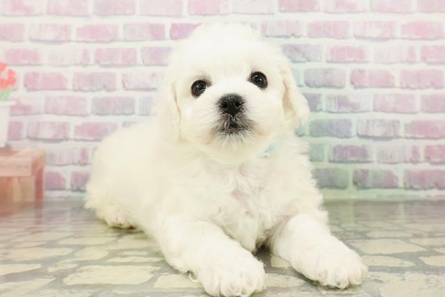 神奈川県のビションフリーゼ (Coo&RIKUパウ川崎店/2026年2月22日生まれ/男の子/ホワイト)の子犬の3枚目の画像