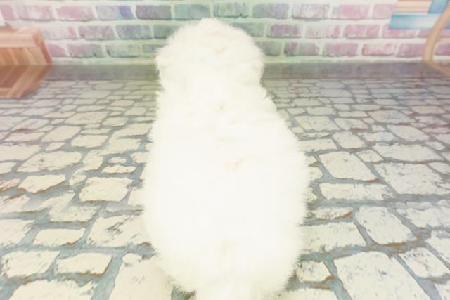 神奈川県のビションフリーゼ (Coo&RIKUパウ川崎店/2026年2月22日生まれ/男の子/ホワイト)の子犬の4枚目の画像