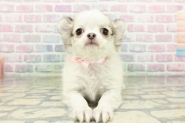 石川県のチワワ(ロング) (Coo&RIKUイオン野々市南店/2026年2月18日生まれ/女の子/セーブルホワイト)の子犬