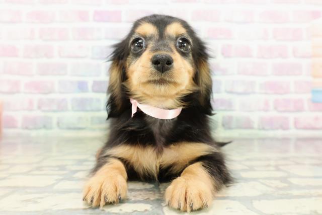 青森県のミニチュアダックスフンド(ロング) (Coo&RIKU八戸店/2026年2月15日生まれ/女の子/ブラックタン)の子犬の1枚目の画像