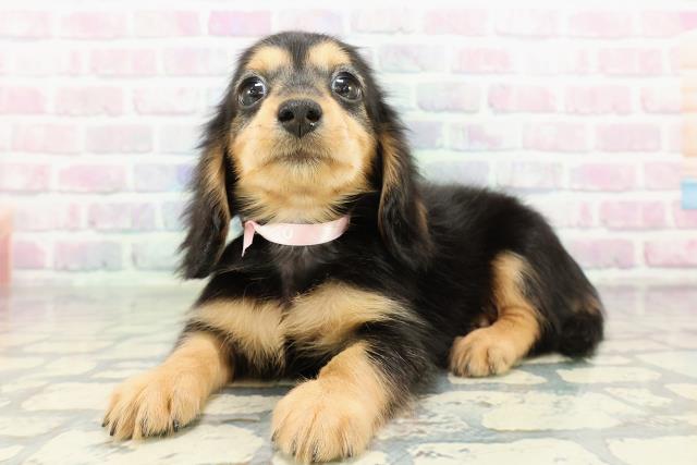 青森県のミニチュアダックスフンド(ロング) (Coo&RIKU八戸店/2026年2月15日生まれ/女の子/ブラックタン)の子犬の2枚目の画像