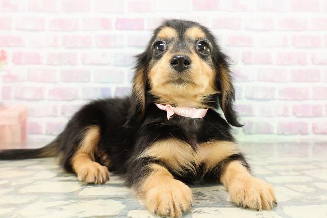 青森県のミニチュアダックスフンド(ロング) (Coo&RIKU八戸店/2026年2月15日生まれ/女の子/ブラックタン)の子犬の3枚目の画像