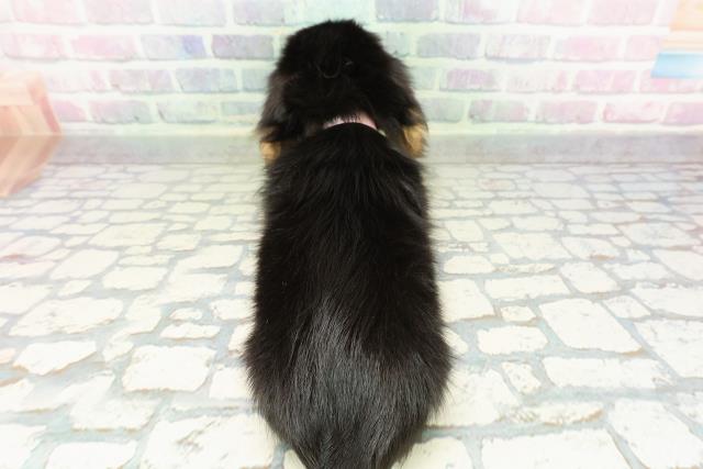 青森県のミニチュアダックスフンド(ロング) (Coo&RIKU八戸店/2026年2月15日生まれ/女の子/ブラックタン)の子犬の4枚目の画像