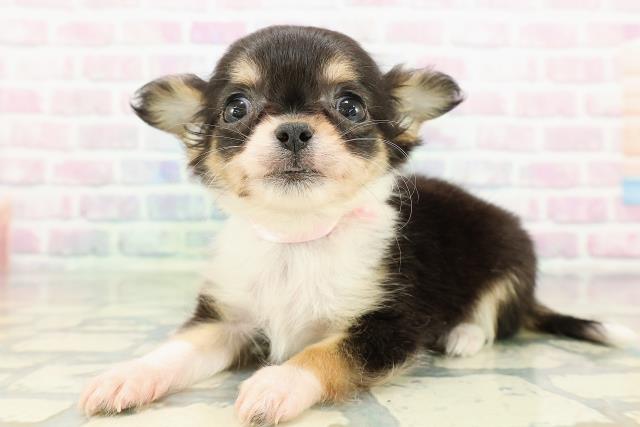 東京都のチワワ(ロング) (Coo&RIKU下北沢店/2026年2月7日生まれ/女の子/パーティーカラー)の子犬の2枚目の画像