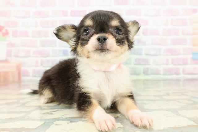 東京都のチワワ(ロング) (Coo&RIKU下北沢店/2026年2月7日生まれ/女の子/パーティーカラー)の子犬の3枚目の画像