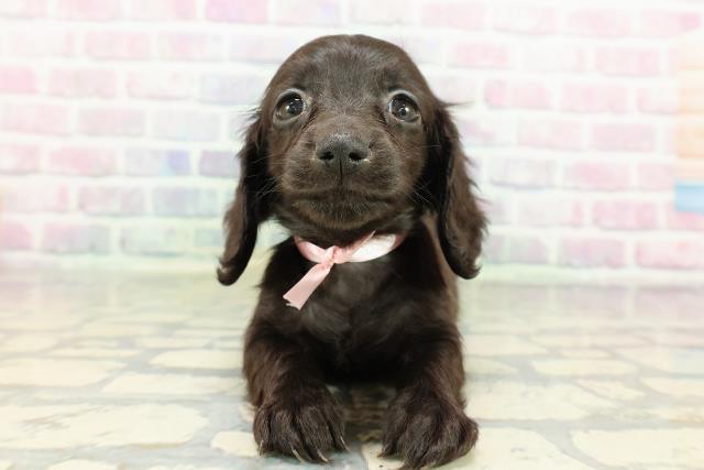 秋田県のカニンヘンダックスフンド(ロング) (Coo&RIKU秋田店/2026年2月15日生まれ/女の子/ブラック)の子犬の1枚目の画像