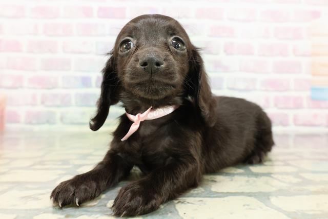 秋田県のカニンヘンダックスフンド(ロング) (Coo&RIKU秋田店/2026年2月15日生まれ/女の子/ブラック)の子犬の2枚目の画像