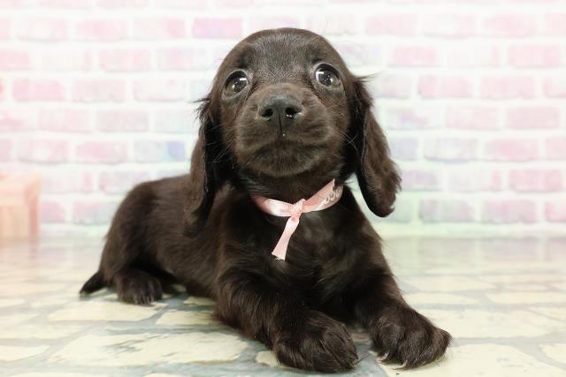 秋田県のカニンヘンダックスフンド(ロング) (Coo&RIKU秋田店/2026年2月15日生まれ/女の子/ブラック)の子犬の3枚目の画像