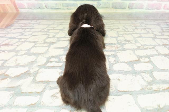 秋田県のカニンヘンダックスフンド(ロング) (Coo&RIKU秋田店/2026年2月15日生まれ/女の子/ブラック)の子犬の4枚目の画像